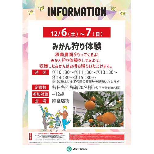 みかん狩り体験